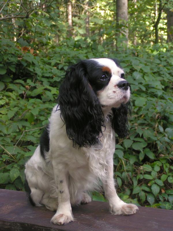 Foto: Eroll-Tohle je n� sedmilet� trikolor Eroll ze �eveva.