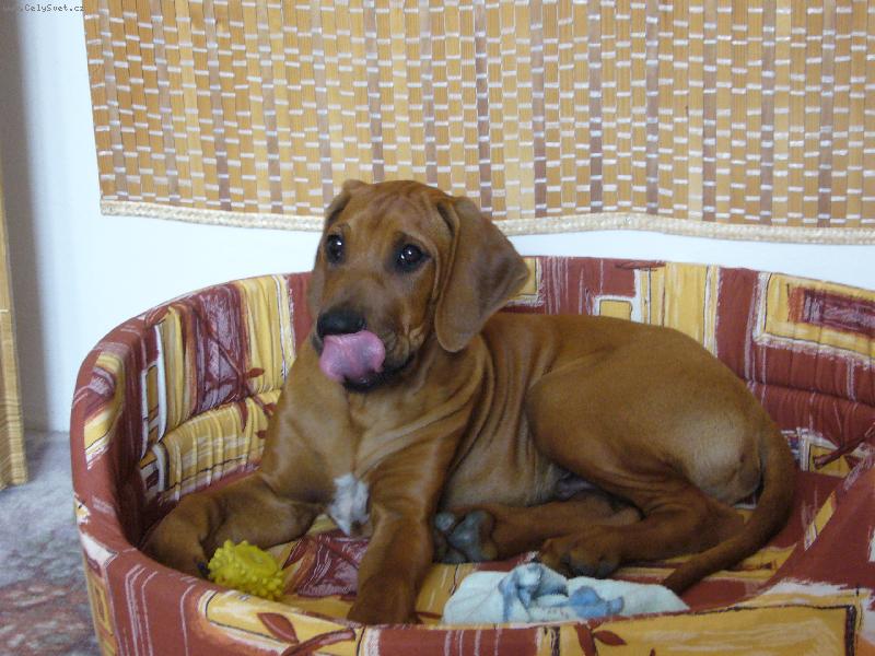 Foto: Pel�ek-Ahoj, tak tohle je fotka z prvn�ho t�dne Adonisova pobytu u n�s. Tento pel�ek si hned zamilovat a nikam z n�ho necht�l j�t:-))