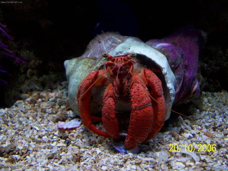 Foto: Monako-Ob�� akv�ria Oce�nografick�ho muzea - krab