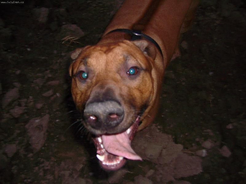 Foto: Richi z Rakovnika-Richi na prochazce.....