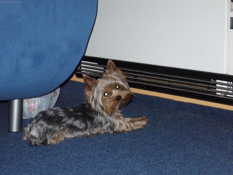 Foto: MIA z D���na-topen� je lep�� ne� pe�ina