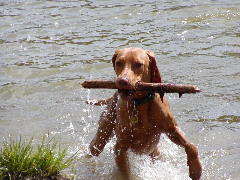 Foto: Erik od Veselsk�ho jezu (Mates)-Mates aportuje