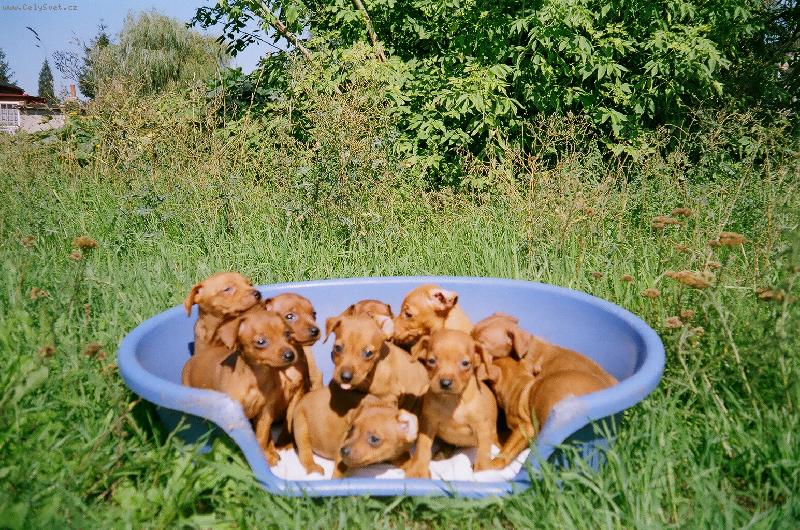 Foto: �tenatka trpasli�i pin�, chovna stanica Grotius/PL