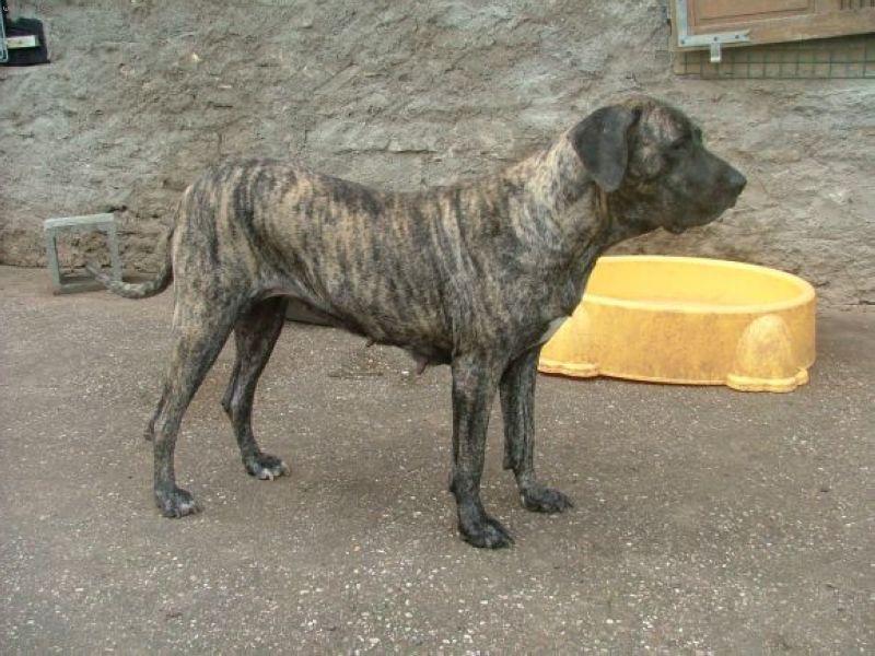 Foto: Lora-Lora je ctyrleta zihana fenka, vyborne povahy a velice ostrazita