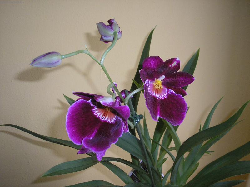 Foto: Orchideje-Miltonia