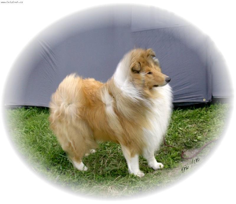 Foto: kolie dlouhosrst�