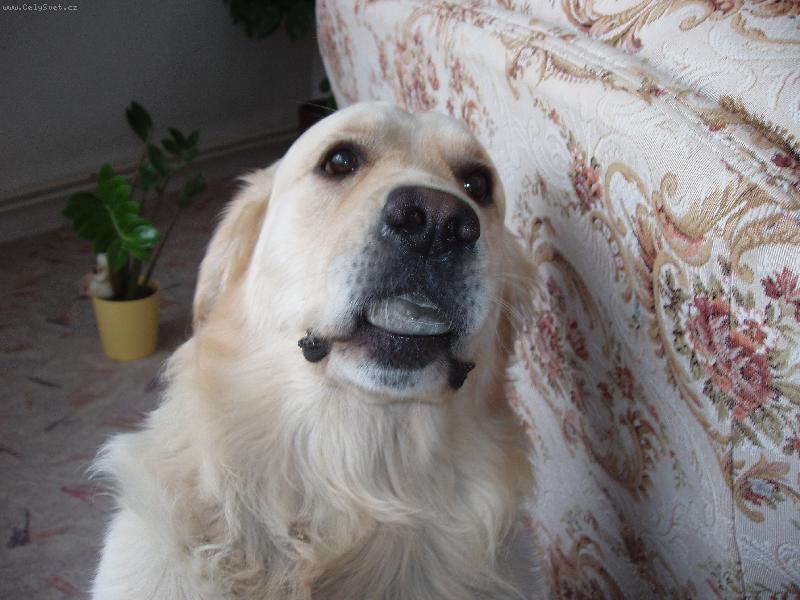 Foto: prod�v�m kr�sn� �ediv� k�men,kupte si....-....nestoj� moc