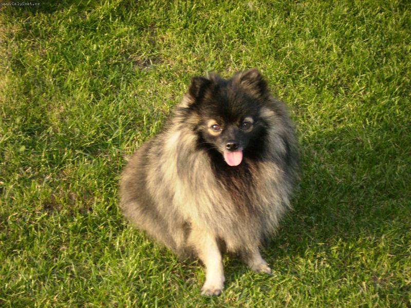 Foto: N�meck� �pic mal� vlko�ed�-Falko z Hrabovsk�ch luk