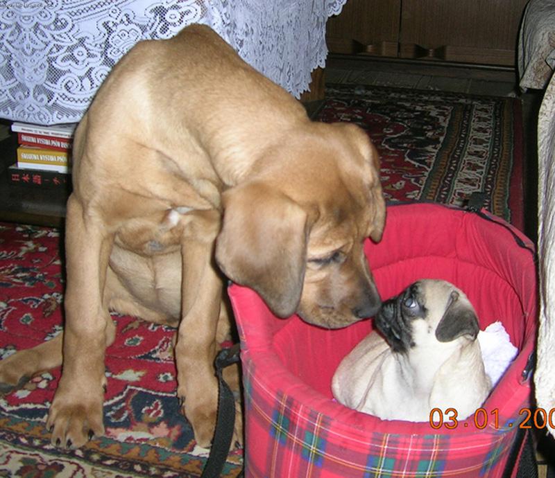 Foto: Chibi a Friderika-dv� t��m�s��n� �t��ata