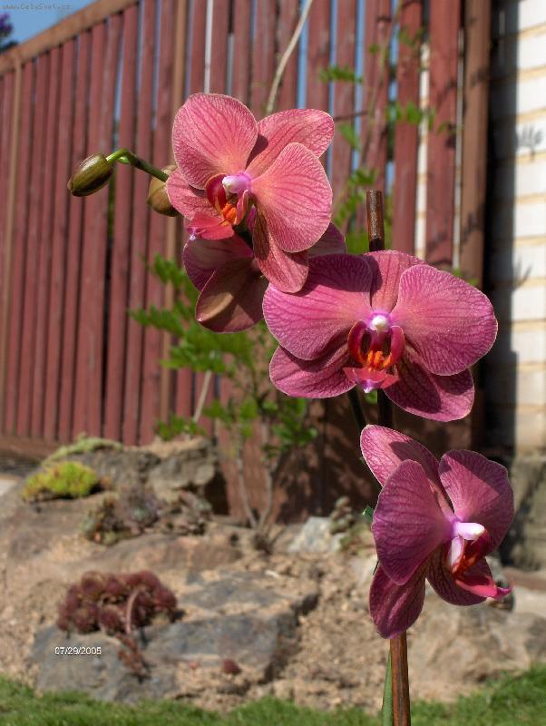 Foto: Phalaenopsis
