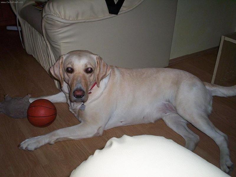 Foto: na�e Sendynka-Tak toto je na�e skoro 4let� kamar�dka Sendy