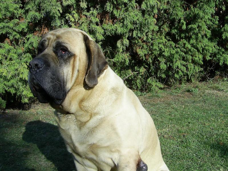 Foto: Bajlik-tak tohle je osmilet� Bajlik