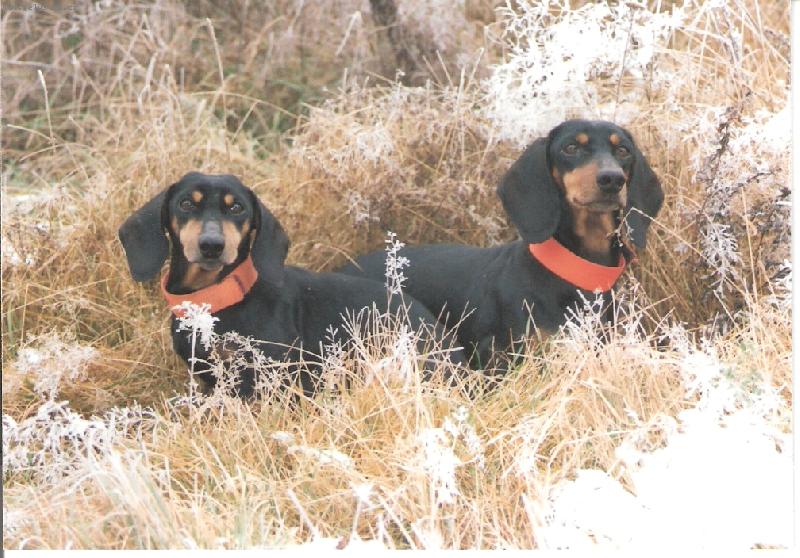 Foto: Mal� sle�ny na honu v P��ov�