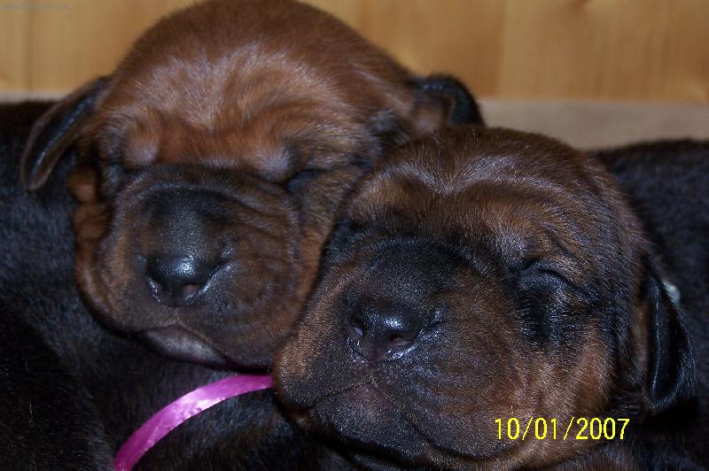 Foto: tosa inu-www.tosainu.cz