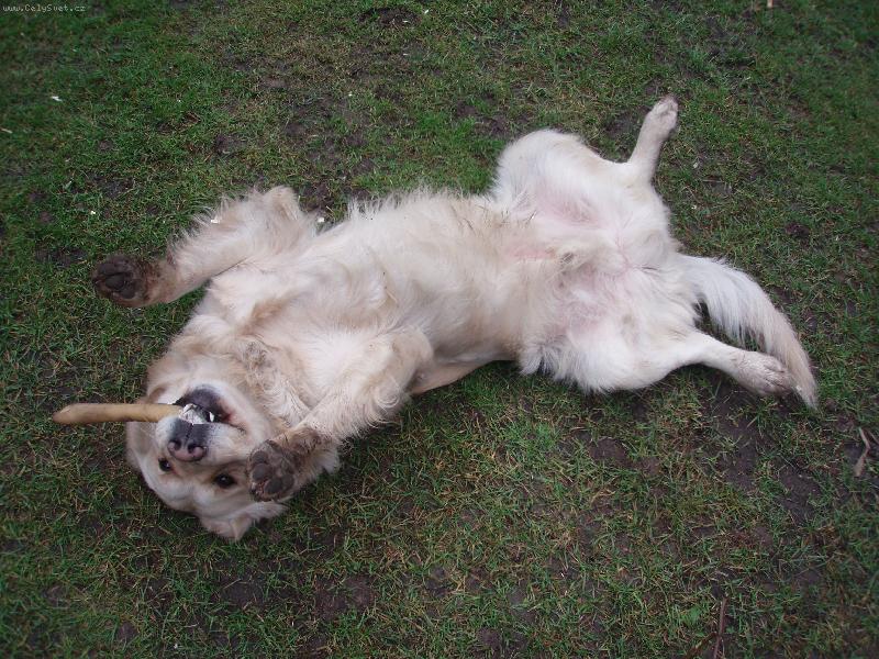 Foto: to nen� doutn�k,ale buvol� kost!