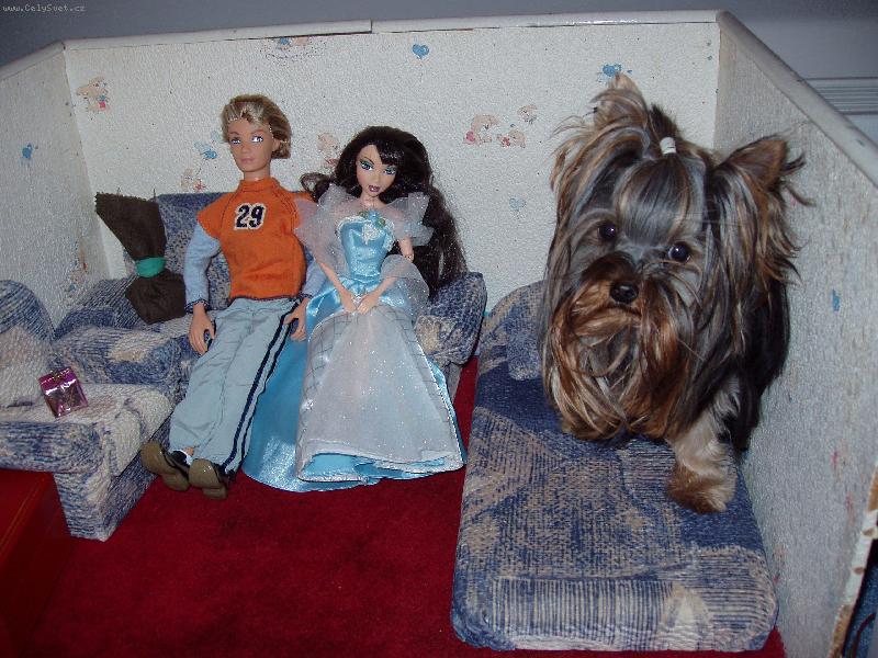 Foto: n� mini pes-N� mal� pajsek se chyst� j�t odpo��vat