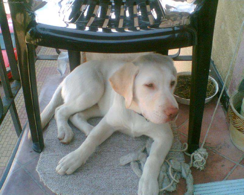 Foto: Na�e Clariska-Tak.tady odpo��vala Clariska v parn�m dni ve st�nu(5 m�s.)