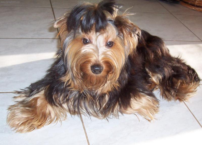 Foto: Larry-Uhersk� Brod-Mazl�k Larry