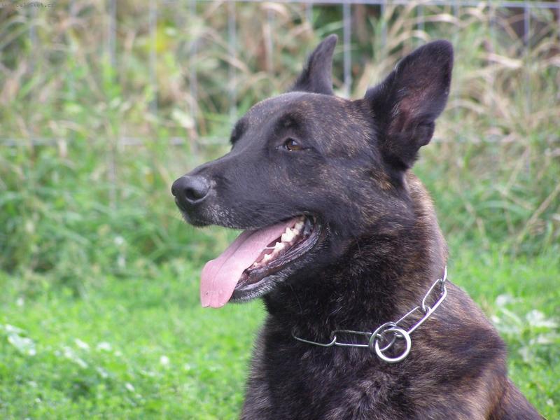 Foto: Holandsk� ov��k kr�tkosrst�