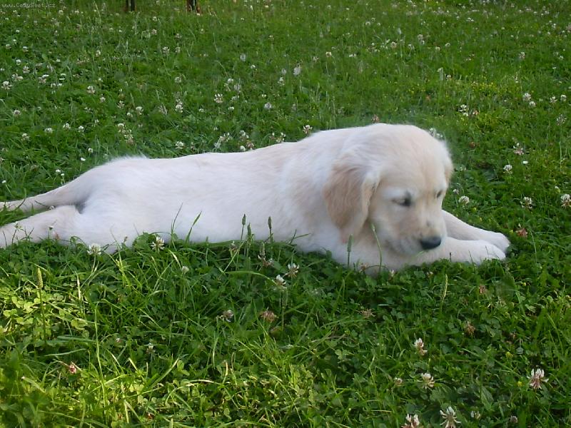 Foto: Ahoj jmenuji se Angel a sem v�n� and�lek=o)