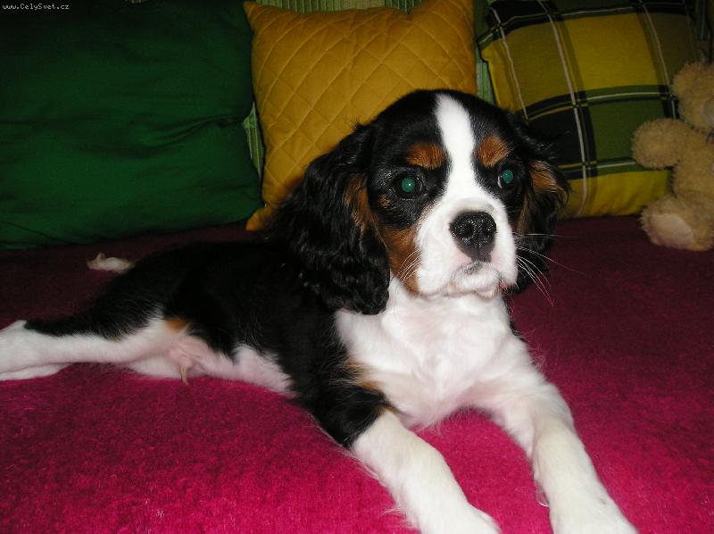 Foto: Lexinek-N� 3 m�s��n� mil��ek :o)