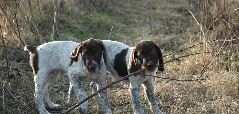 Foto: Cesar a Charlie-brou�kov�