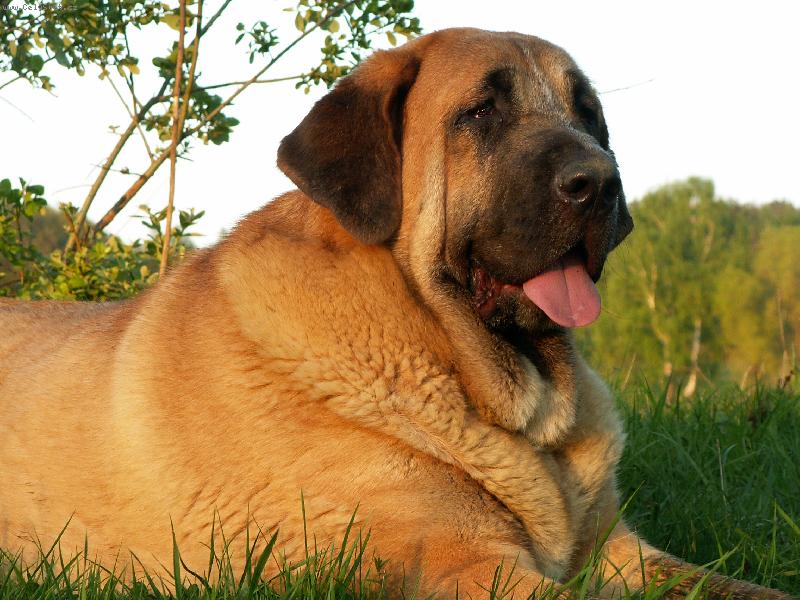 Foto: �pan�lsk� mastin-Amiga Zula Bis Mastibe