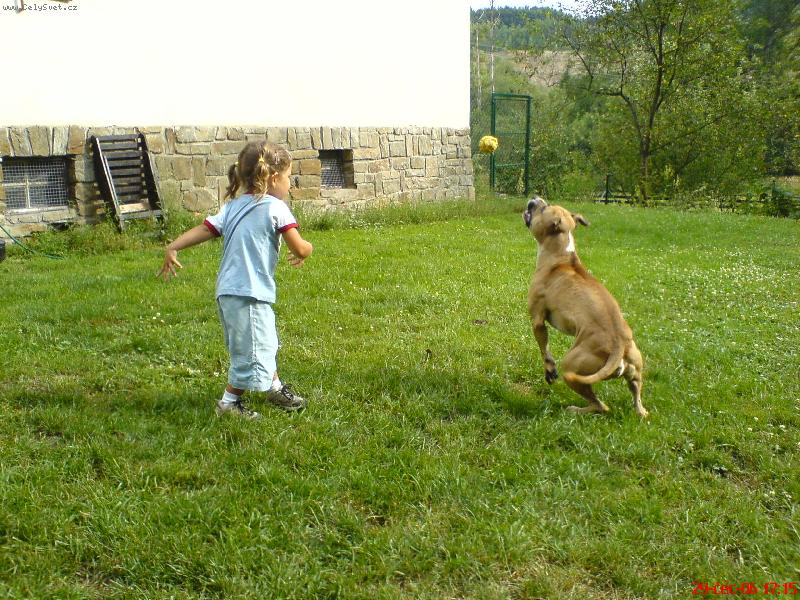 Foto: PitBull \"MAILO\"