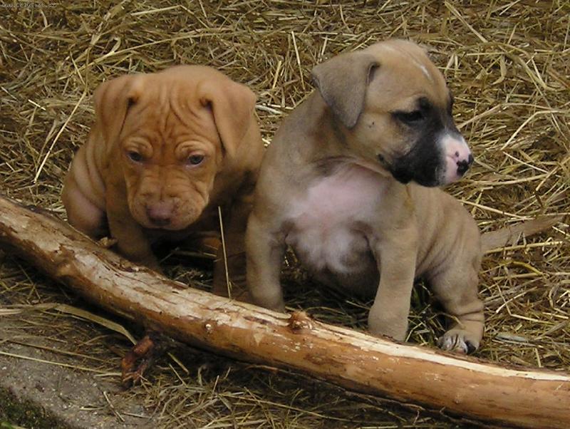 Foto: PitBull \"MAILO\"