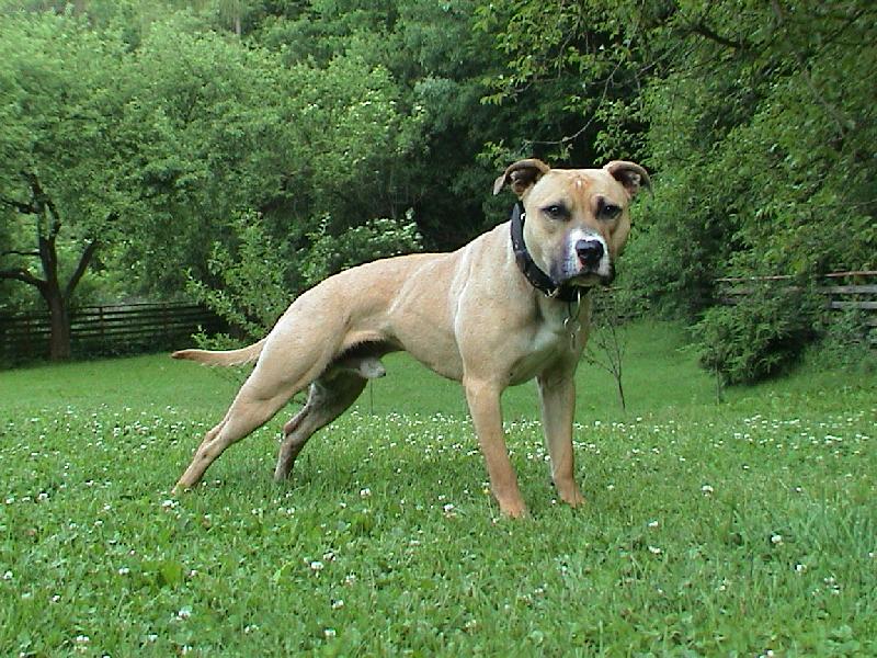 Foto: PitBull \"MAILO\"