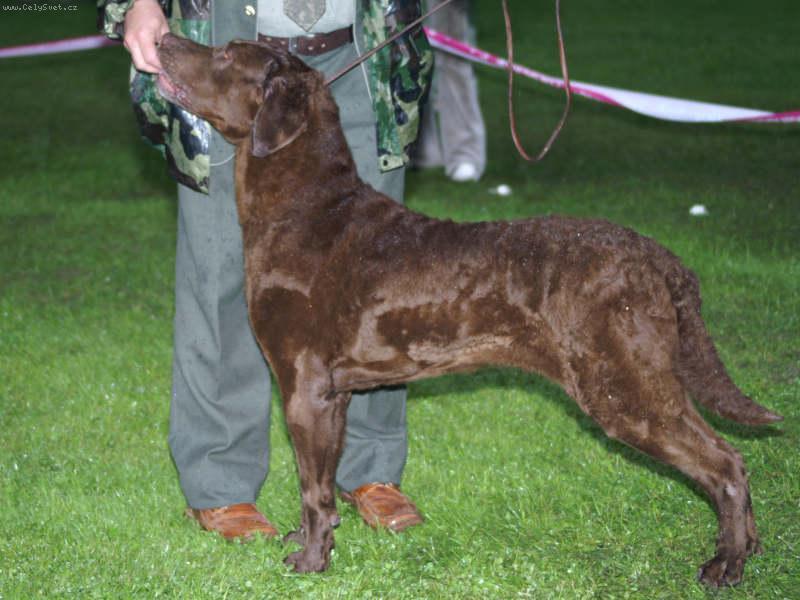 Foto: Ich.Vailand z VL-typick� p�edstavitel tohoto plemene-pes