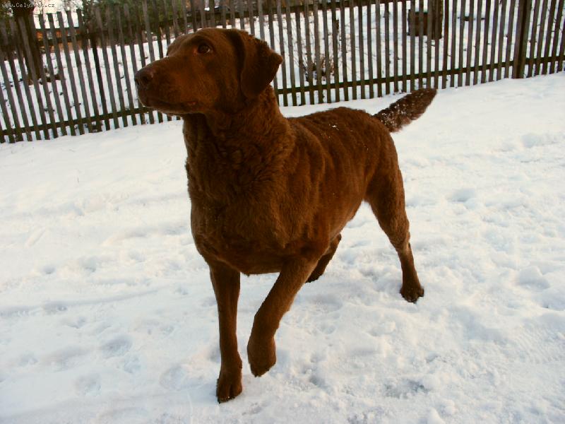 Foto: Ich.,Multi Ch.,Ch,pr�ce na�e \"Amanda\"-slu�� j� to i p�ed o�ek�van�m porodem...