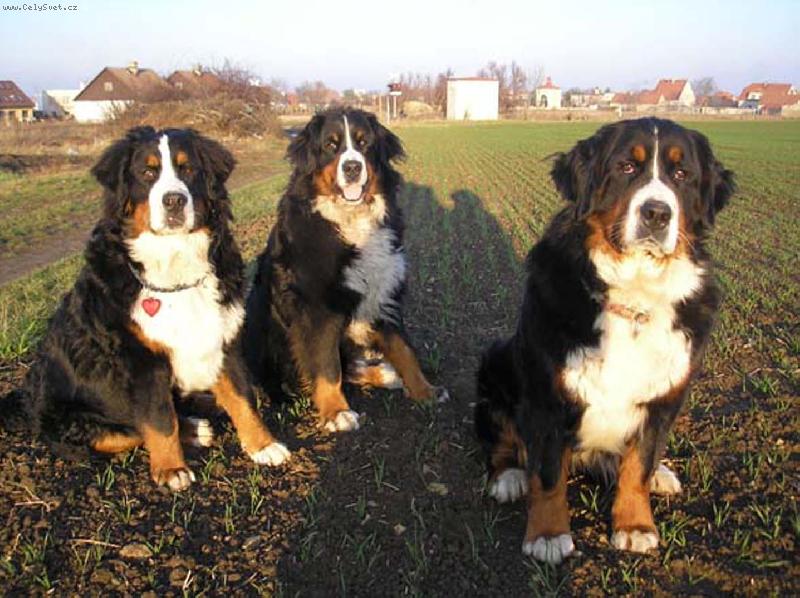 Foto: Bernsk� sala�nick� pes-To jsme kr�sn� �e jo??