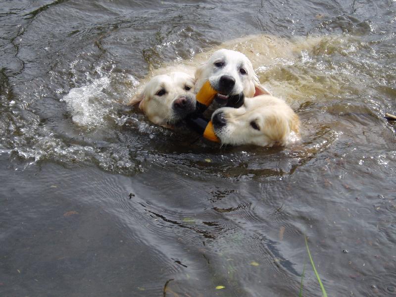 Foto: 3 zlat� vydry-Luk�ek je ten VPRAVO:-)