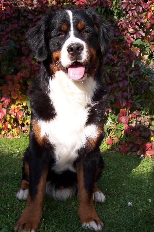 Foto: BERNIE-n� fotomodel :))