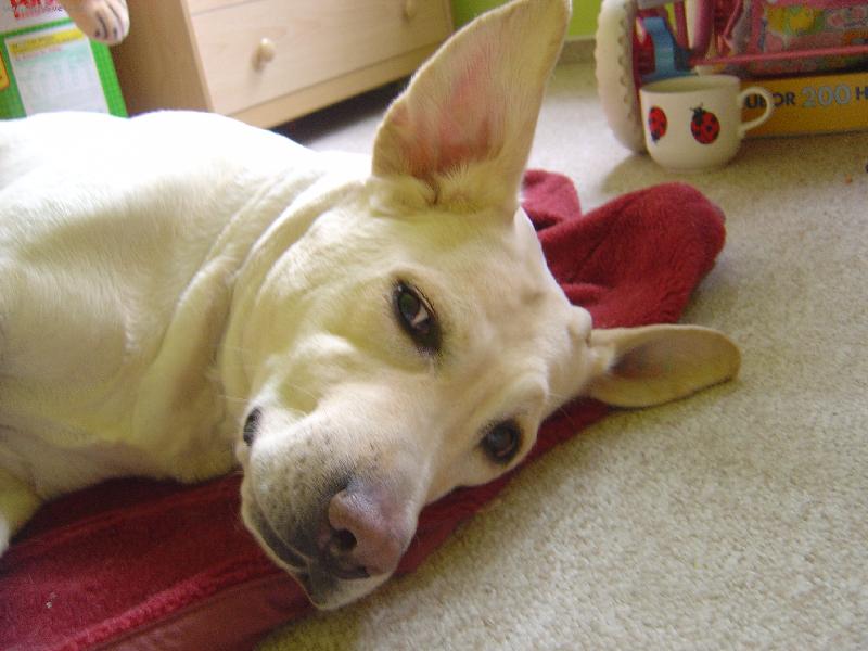 Foto: Labradorka B�ra-Kdy� ukup�rujete u�i labradorovi