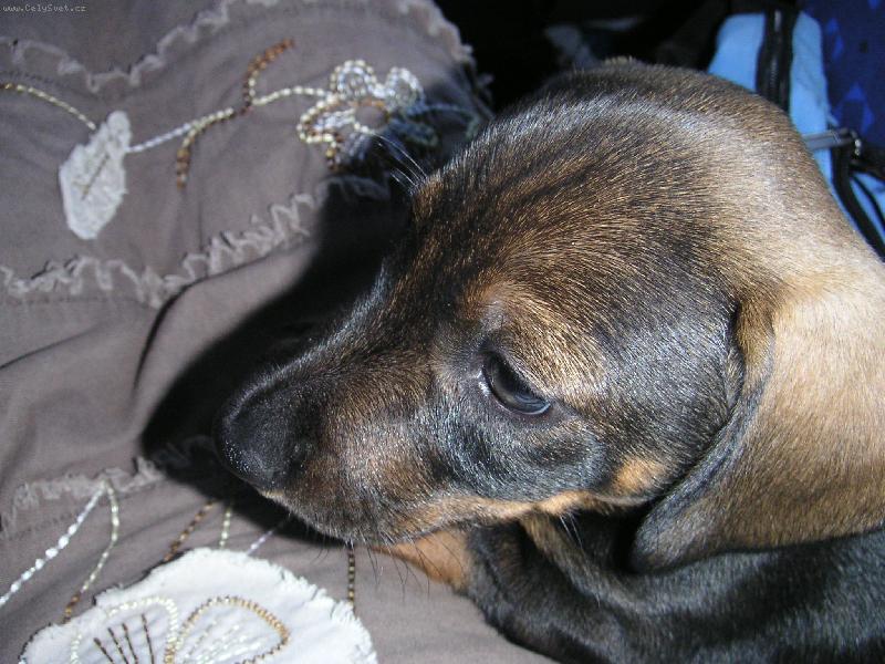 Foto: Andr�sek jede do nov�ho domova