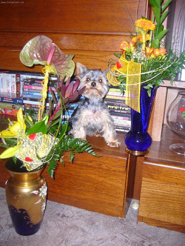 Foto: pekny kyticky ze!