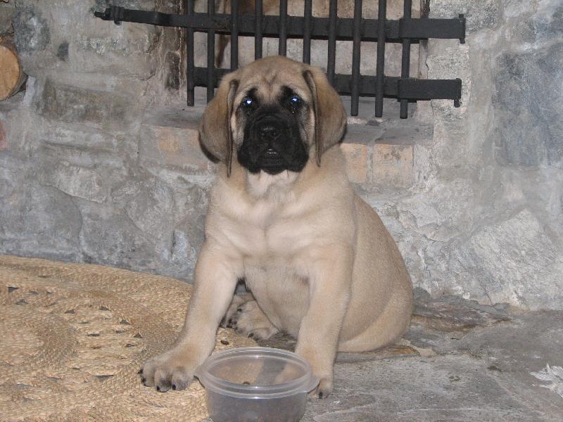 Foto: Atilla-Mastif 10 t�dn�