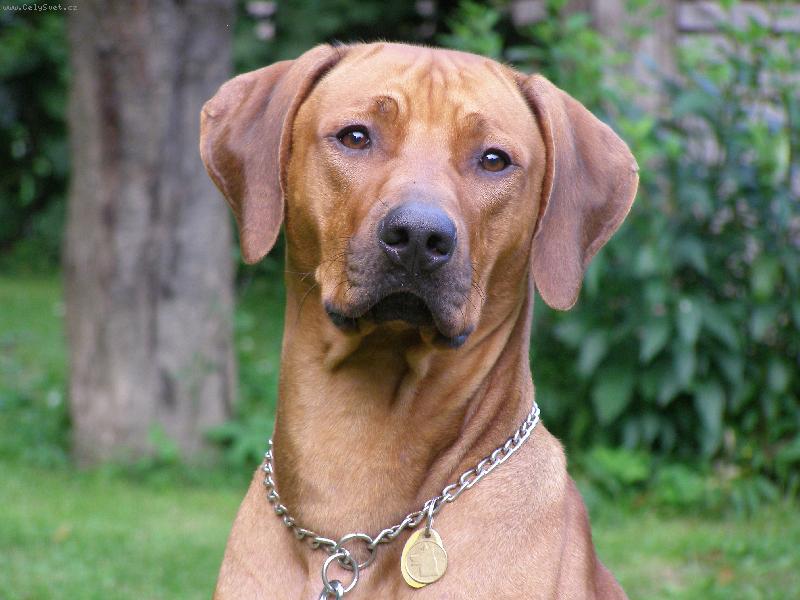 Foto: Ernie Green z Tikovick�ho vr�ku