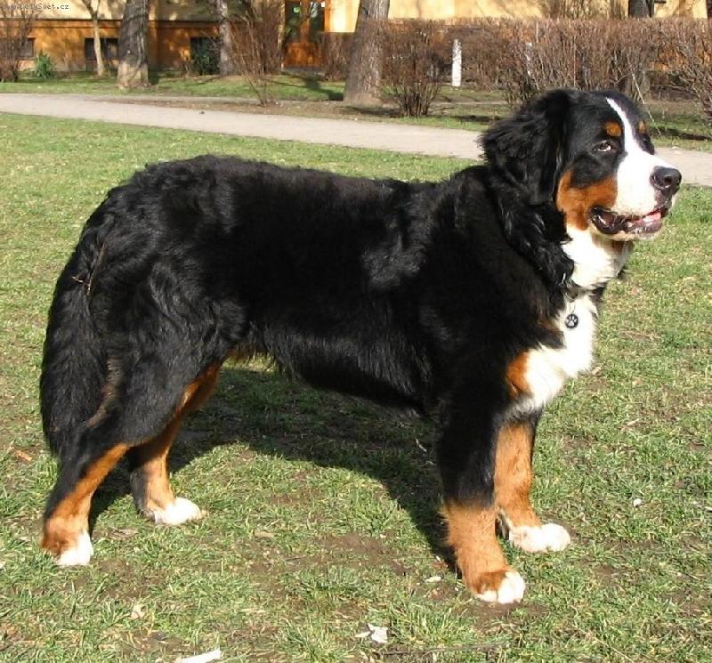 Foto: Astor-Astor Polepsk� �dol�, 8 a p�l m�s�ce