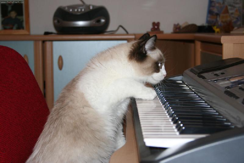 Foto: Ismiri de Borgione-Ismiri pianistou? :-)))