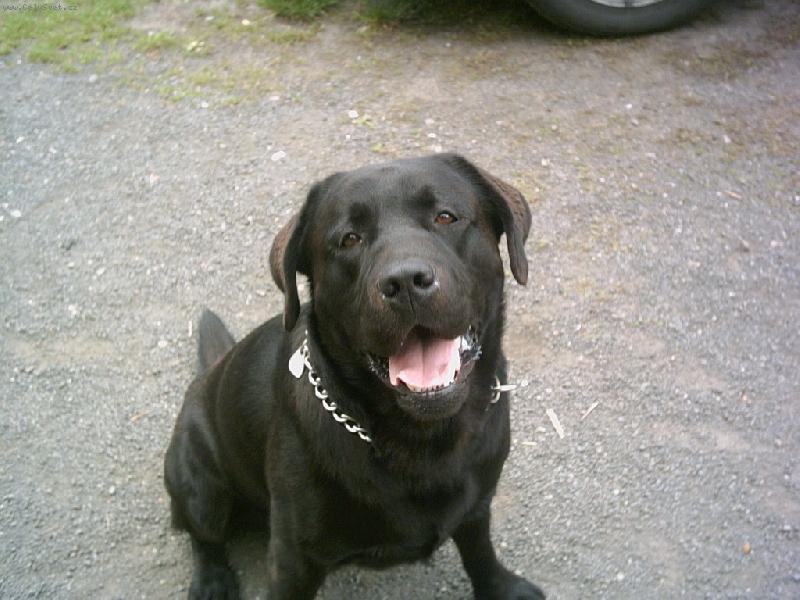 Foto: Kuk-KUK Jmanuju se Artu� od Rybn�ka Ol�ovce..ale ��kejte mi Arte :)