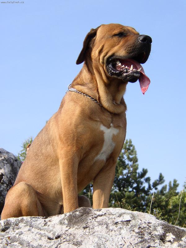 Foto: Tosa Inu Barney Abides-l�to06