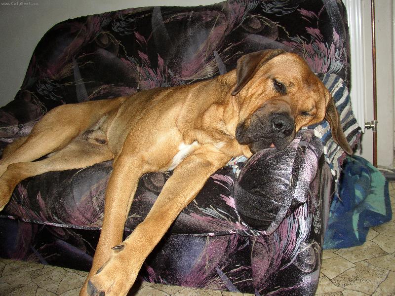 Foto: Tosa Inu-sp�m