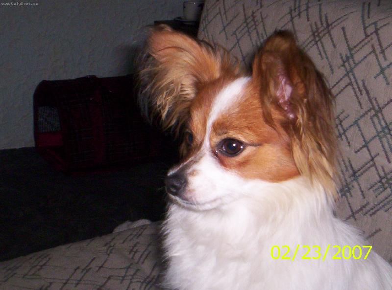 Foto: Estel porubsk� kv�t-�jinka m� 7 m�s�c�