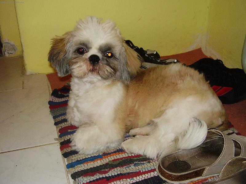 Foto: Bady-tady trucuje...