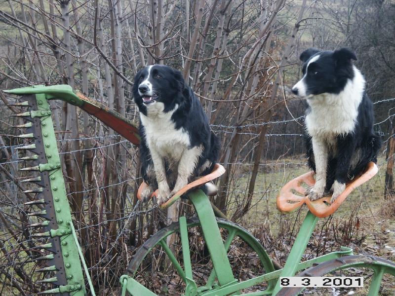 Foto: pracovn� ps�-jenny a kelly na brigad�