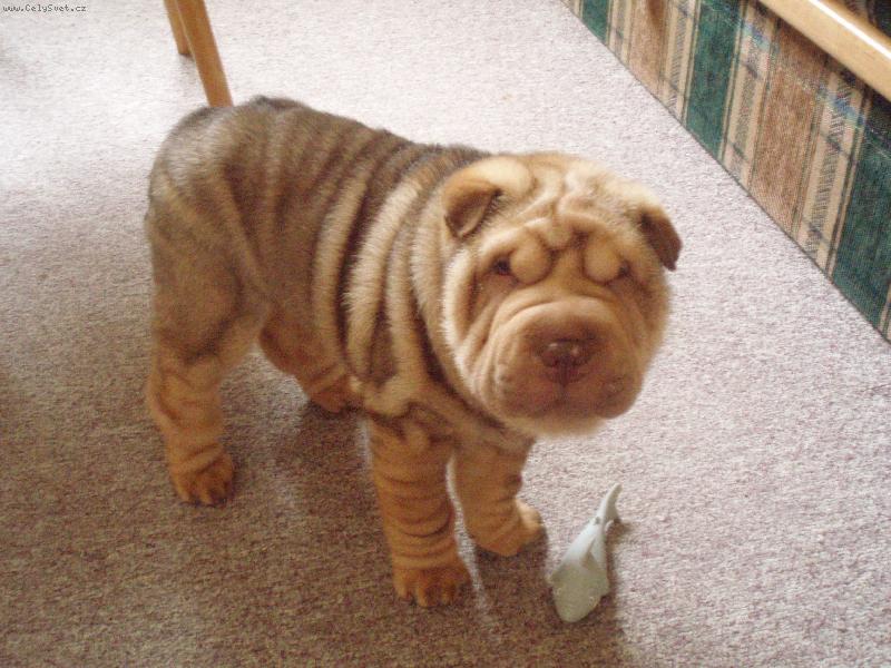 Foto: N� Ruppert-Ruppert je zat�m je�t� miminko, ale u� je p�kn� tvrdohlav�. Jinak je to ale mil��ek a �lov�k se s n�m nikdy nenud�..