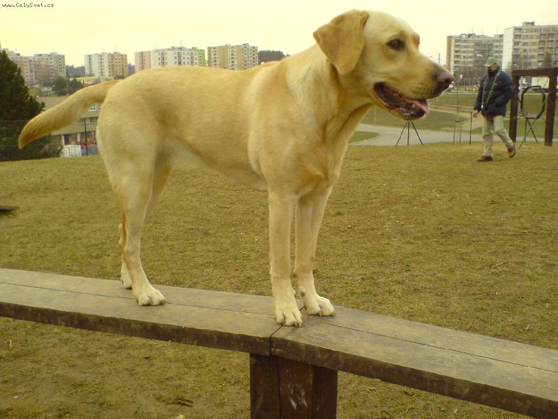 Foto: B�ra na lavce-Bystrck� oploceny vyb�h